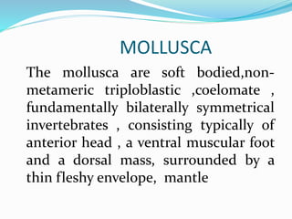 MOLLUSCA
The mollusca are soft bodied,non-
metameric triploblastic ,coelomate ,
fundamentally bilaterally symmetrical
invertebrates , consisting typically of
anterior head , a ventral muscular foot
and a dorsal mass, surrounded by a
thin fleshy envelope, mantle
 