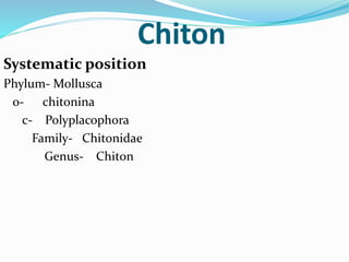 Chiton
Systematic position
Phylum- Mollusca
o- chitonina
c- Polyplacophora
Family- Chitonidae
Genus- Chiton
 