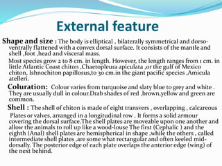 External feature
Shape and size : The body is elliptical , bilaterally symmetrical and dorso-
ventrally flattened with a convex dorsal surface. It consists of the mantle and
shell ,foot ,head and visceral mass.
Most species grow 2 to 8 cm. in length. However, the length ranges from 1 cm. in
little Atlantic Coast chiton ,Chaetopleura apiculata ,or the gulf of Mexico
chiton, Ishnochiton papillosus,to 30 cm.in the giant pacific species ,Amicula
atelleri.
Coluration: Colour varies from turquoise and slaty blue to grey and white .
They are usually dull in colour.Drab shades of red ,brown,yellow and green are
common.
Shell : The shell of chiton is made of eight transvers , overlapping , calcareous
Plates or valves, arranged in a longitudinal row . It forms a solid armour
covering the dorsal surface.The shell plates are moveable upon one another and
allow the animals to roll up like a wood-louse The first (Cephalic ) and the
eighth (Anal) shell plates are hemispherical in shape ,while the others , called
intermediate shell plates ,are some what rectangular and often keeled mid-
dorsally. The posterior edge of each plate overlaps the anterior edge (wing) of
the next behind.
 