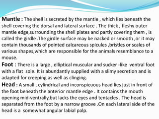 Mantle : The shell is secreted by the mantle , which lies beneath the
shell covering the dorsal and lateral surface . The thick , fleshy outer
mantle edge,surrounding the shell plates and partly covering them , is
called the girdle .The girdle surface may be nacked or smooth ,or it may
contain thousands of pointed calcareous spicules ,bristles or scales of
various shapes,which are responsible for the animals resemblance to a
mouse.
Foot : There is a large , elliptical muscular and sucker -like ventral foot
with a flat sole. It is abundantly supplied with a slimy secretion and is
adapted for creeping as well as clinging.
Head : A small , cylindrical and inconspicuous head lies just in front of
the foot beneath the anterior mantle edge . It contains the mouth
opening mid-ventrally,but lacks the eyes and tentacles . The head is
separated from the foot by a narrow groove .On each lateral side of the
head is a somewhat angular labial palp.
 