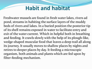 Habit and habitat
Freshwater mussels are found in fresh water lakes, rivers ad
pond, streams in habiting the surface layers of the muddy
beds of rivers and lakes. In a buried position the posterior tip
of its shell remains exposed in water to facilitate entry and
exit of the water current. Which in helpful both in breathing
and feeding. It crawls slowly with the help of its plough-like,
wedge-shaped muscular food that leaves a deep trail all along
its journey. It usually moves to shallow places by nights and
retires to deeper places by day. It feeding a microscopic
organism, both animals and plants which are fed upon by
filter-feeding mechanism.
 