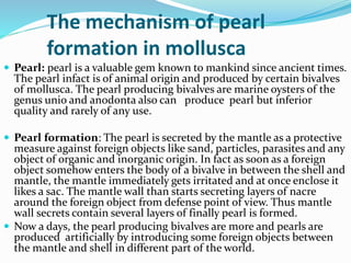 The mechanism of pearl
formation in mollusca
 Pearl: pearl is a valuable gem known to mankind since ancient times.
The pearl infact is of animal origin and produced by certain bivalves
of mollusca. The pearl producing bivalves are marine oysters of the
genus unio and anodonta also can produce pearl but inferior
quality and rarely of any use.
 Pearl formation: The pearl is secreted by the mantle as a protective
measure against foreign objects like sand, particles, parasites and any
object of organic and inorganic origin. In fact as soon as a foreign
object somehow enters the body of a bivalve in between the shell and
mantle, the mantle immediately gets irritated and at once enclose it
likes a sac. The mantle wall than starts secreting layers of nacre
around the foreign object from defense point of view. Thus mantle
wall secrets contain several layers of finally pearl is formed.
 Now a days, the pearl producing bivalves are more and pearls are
produced artificially by introducing some foreign objects between
the mantle and shell in different part of the world.
 