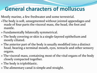General characters of molluscus
Mostly marine, a few freshwater and some terrestrial.
»The body is soft, unsegmented without jointed appendages and
made of four parts the visceral mass, the head, the foot and
mantle.
» Fundamentally bilaterally symmetrical.
» The body covering or skin is a single-layered epithelium and
mostly ciliated.
» The anterior part of the body is usually modified into a distinct
head, bearing a terminal mouth, eyes, tentacle and other sensory
organs.
» The visceral mass, containing most of the vital organs of the body
closely compacted together.
» The body is triploblastic.
» The alimentary canal is simple and straight.
 