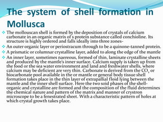 The system of shell formation in
Mollusca
 The mollouscan shell is formed by the deposition of crystals of calcium
carbonate in an organic matrix of s protein substance called conchioline. Its
structure is highly ordered and falls ideally into three zones-
 An outer organic layer or periostracum through to be a quinone-tanned protein.
 A prismatic or columnar crystalline layer, added to along the edge of the mantle
 An inner layer, sometimes naereous, formed of thin, laminate crystalline sheets
and produced by the mantle’s inner surface. Calcium supply is taken up from
the food or the sea water environment and land and freshwater shells, where
calcium may be deficient are very thin. Carbonate is derived from the CO2 or
biocarbonate pool available in the or mantle or general body tissue shell
formation takes place in the thin layer of extrapallial floid lying between the
mantle and the inner shell surface. Here the two soid phases of the shell-
organic and crystalline are formed and the composition of the fluid determines
the chemical nature and pattern of the matrix and manner of crystron
microscope to be a fenestrated sheet. With a characteristic pattern of holes at
which crystal growth takes place.
 