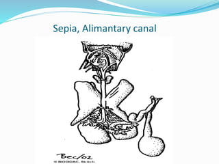 Sepia, Alimantary canal
 