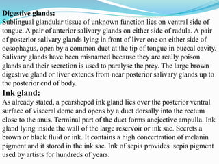 Digestive glands:
Sublingual glandular tissue of unknown function lies on ventral side of
tongue. A pair of anterior salivary glands on either side of radula. A pair
of posterior salivary glands lying in front of liver one on either side of
oesophagus, open by a common duet at the tip of tongue in buccal cavity.
Salivary glands have been misnamed because they are really poison
glands and their secretion is used to paralyse the prey. The large brown
digestive gland or liver extends from near posterior salivary glands up to
the posterior end of body.
Ink gland:
As already stated, a pearsheped ink gland lies over the posterior ventral
surface of visceral dome and opens by a duct dorsally into the rectum
close to the anus. Terminal part of the duct forms anejective ampulla. Ink
gland lying inside the wall of the large reservoir or ink sac. Secrets a
brown or black fluid or ink. It contains a high concertration of melanin
pigment and it stored in the ink sac. Ink of sepia provides sepia pigment
used by artists for hundreds of years.
 