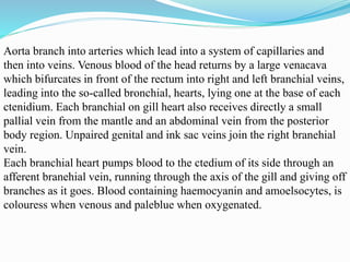 Aorta branch into arteries which lead into a system of capillaries and
then into veins. Venous blood of the head returns by a large venacava
which bifurcates in front of the rectum into right and left branchial veins,
leading into the so-called bronchial, hearts, lying one at the base of each
ctenidium. Each branchial on gill heart also receives directly a small
pallial vein from the mantle and an abdominal vein from the posterior
body region. Unpaired genital and ink sac veins join the right branehial
vein.
Each branchial heart pumps blood to the ctedium of its side through an
afferent branehial vein, running through the axis of the gill and giving off
branches as it goes. Blood containing haemocyanin and amoelsocytes, is
colouress when venous and paleblue when oxygenated.
 