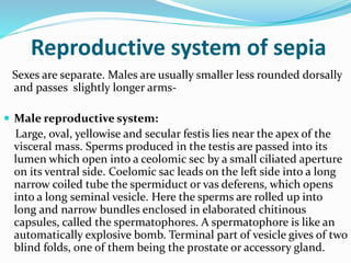 Reproductive system of sepia
Sexes are separate. Males are usually smaller less rounded dorsally
and passes slightly longer arms-
 Male reproductive system:
Large, oval, yellowise and secular festis lies near the apex of the
visceral mass. Sperms produced in the testis are passed into its
lumen which open into a ceolomic sec by a small ciliated aperture
on its ventral side. Coelomic sac leads on the left side into a long
narrow coiled tube the spermiduct or vas deferens, which opens
into a long seminal vesicle. Here the sperms are rolled up into
long and narrow bundles enclosed in elaborated chitinous
capsules, called the spermatophores. A spermatophore is like an
automatically explosive bomb. Terminal part of vesicle gives of two
blind folds, one of them being the prostate or accessory gland.
 