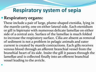 Respiratory system of sepia
 Respiratory organs:
These include a pair of large, plume-shaped ctenidia, lying in
the mantle cavity, one on either lateral side. Each etenidium
or gill is bipirnate with numerous delicate lamellae on either
side of a central axis. Surface of the lamellae is much folded
to increase the respiratory surface. Cilia are absent as removal
of sediment is not a problem in pelagic animals and eater
current is created by mantle contractions. Each gills receives
venous blood through an afferent branchial vessel from the
branehial heart of its side. Insite the gill it passes through the
lamellae and is collected finally into an efferent branchial
vessel leading to the avricle.

 