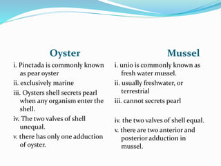 Oyster Mussel
i. Pinctada is commonly known
as pear oyster
ii. exclusively marine
iii. Oysters shell secrets pearl
when any organism enter the
shell.
iv. The two valves of shell
unequal.
v. there has only one adduction
of oyster.
i. unio is commonly known as
fresh water mussel.
ii. usually freshwater, or
terrestrial
iii. cannot secrets pearl
iv. the two valves of shell equal.
v. there are two anterior and
posterior adduction in
mussel.
 