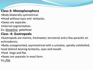 Class-3: Monoplacophora
•Body bilaterally symmetrical.
•Head without eyes and tentacles.
•Sexes are separate .
•Internal segmentation.
Ex:-Neopilina galatheae
Class -4: Gastropoda
•Gastropods are marine, freshwater, terrestrial and a few parasitic on
echinoderms.
•Body unsegmented, asymmetrical with a univalve, spirally coilshelled,
head distinct bearing tentacles, eyes and mouth .
•Foot large and flat.
•Sexes are separate in most form .
Ex:-Pila
 