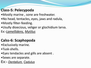 Class-5: Pelecypoda
•Mostly marine , sone are freshwater.
•No head, tentacles, eyes, jaws and radula,
•Mostly filter-feeding.
•Usully dioecious, veliger or glochidium larva.
Ex:-Lamellidens, Mytilus
Calss-6: Scaphopoda
•Exclusively marine.
•Tusk-shells.
•Eyes tendacles and gills are absent .
•Sexes are separate.
Ex:- Dentalium, Cadulus
 