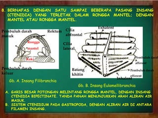 Filibranchia BIOLOGI : MOLLUSCA | PPTX