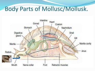 Characteristics of Phylum Mollusc.
Body of two parts Head-Foot and Visceral mass.
Mantle that secretes a calcareous shell ...