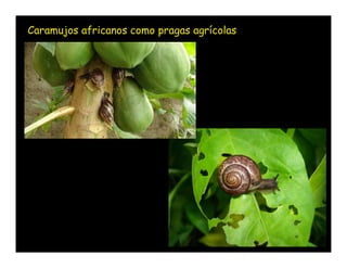 Caramujos africanos como pragas agrícolas
 