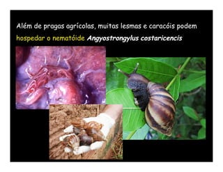 Além de pragas agrícolas, muitas lesmas e caracóis podem
hospedar o nematóide Angyostrongylus costaricencis
 