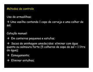 Métodos de controle

Uso de armadilhas:
 Uma vasilha contendo 1 copo de cerveja e uma colher de
sal;

Catação manual:
 Em canteiros pequenos e estufas;
 Sacos de aninhagem umedecidos: eliminar com água
quente ou salmoura forte (5 colheres de sopa de sal + 1 litro
de água);
 Esmagamento;
 Eliminar entulhos;
 