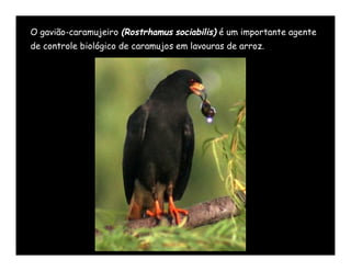 O gavião-caramujeiro (Rostrhamus sociabilis) é um importante agente
de controle biológico de caramujos em lavouras de arroz.
 