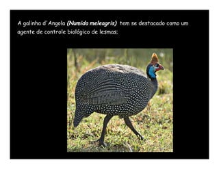 A galinha d'Angola (Numida meleagris) tem se destacado como um
agente de controle biológico de lesmas;
 