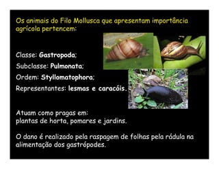 Os animais do Filo Mollusca que apresentam importância
agrícola pertencem:


Classe: Gastropoda;
Subclasse: Pulmonata;
Ordem: Styllomatophora;
Representantes: lesmas e caracóis.


Atuam como pragas em:
plantas de horta, pomares e jardins.

O dano é realizado pela raspagem de folhas pela rádula na
alimentação dos gastrópodes.
 