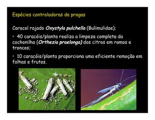 Espécies controladoras de pragas

Caracol rajado Oxystyla pulchella (Bulimulidae);
• 40 caracóis/planta realiza a limpeza completa da
cochonilha (Orthezia praelonga) dos citros em ramos e
troncos;
• 10 caracóis/planta proporciona uma eficiente remoção em
folhas e frutos.
 