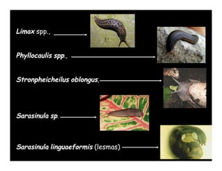 Limax spp.,


Phyllocaulis spp.,


Stronpheicheilus oblongus,




Sarasinula sp.



Sarasinula linguaeformis (lesmas)
 