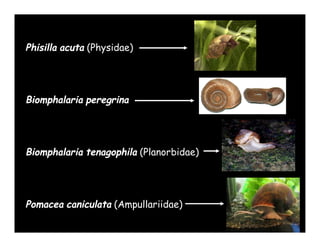 Phisilla acuta (Physidae)




Biomphalaria peregrina




Biomphalaria tenagophila (Planorbidae)




Pomacea caniculata (Ampullariidae)
 