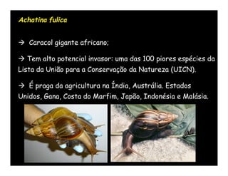 Achatina fulica


 Caracol gigante africano;

 Tem alto potencial invasor: uma das 100 piores espécies da
Lista da União para a Conservação da Natureza (UICN).

 É praga da agricultura na Índia, Austrália. Estados
Unidos, Gana, Costa do Marfim, Japão, Indonésia e Malásia.
 