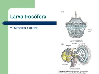 Larva trocófora  <ul><li>Simetria bilateral </li></ul>