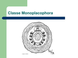 Classe Monoplacophora  