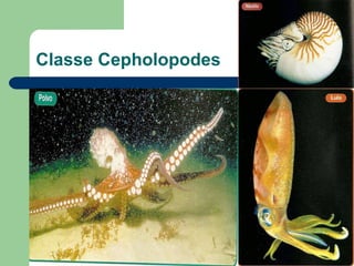 Classe Cepholopodes  