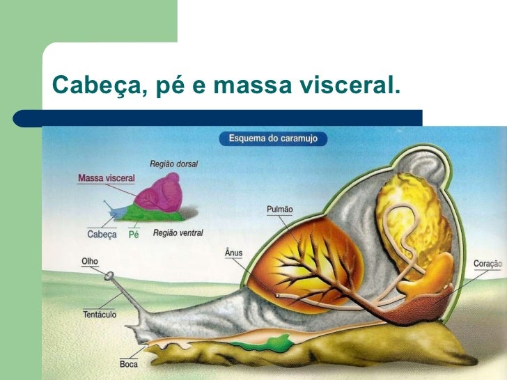 Resultado de imagem para partes de um caracol massa visceral