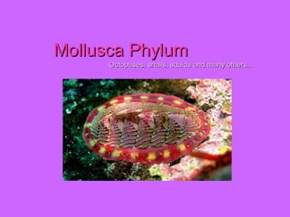 Mollusca Phylum   Octopuses, snails, squids and many others… 