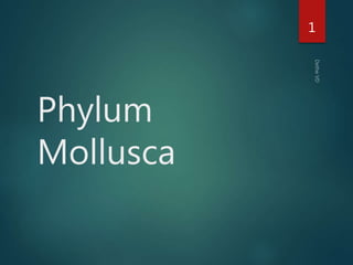Ppt Phylum Mollusca Powerpoint Presentation Free 320x507