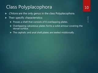 Class Polyplacophora
 Chitons are the only genus in the class Polyplacophora.
 Their specific characteristics:
 Posses a shell that consists of 8 overlapping plates.
 Overlapping calcareous plates forms a solid armour covering the
dorsal surface.
 The cephalic and anal shell plates are keeled middorsally .
10
 