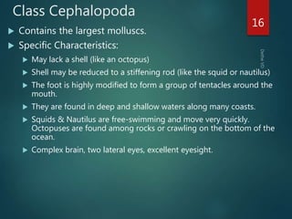 Class Cephalopoda
 Contains the largest molluscs.
 Specific Characteristics:
 May lack a shell (like an octopus)
 Shell may be reduced to a stiffening rod (like the squid or nautilus)
 The foot is highly modified to form a group of tentacles around the
mouth.
 They are found in deep and shallow waters along many coasts.
 Squids & Nautilus are free-swimming and move very quickly.
Octopuses are found among rocks or crawling on the bottom of the
ocean.
 Complex brain, two lateral eyes, excellent eyesight.
16
 