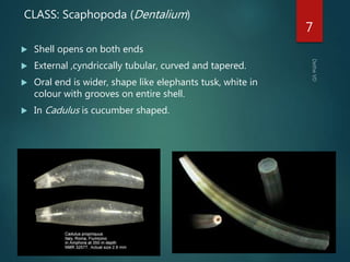 CLASS: Scaphopoda (Dentalium)
 Shell opens on both ends
 External ,cyndriccally tubular, curved and tapered.
 Oral end is wider, shape like elephants tusk, white in
colour with grooves on entire shell.
 In Cadulus is cucumber shaped.
7
 