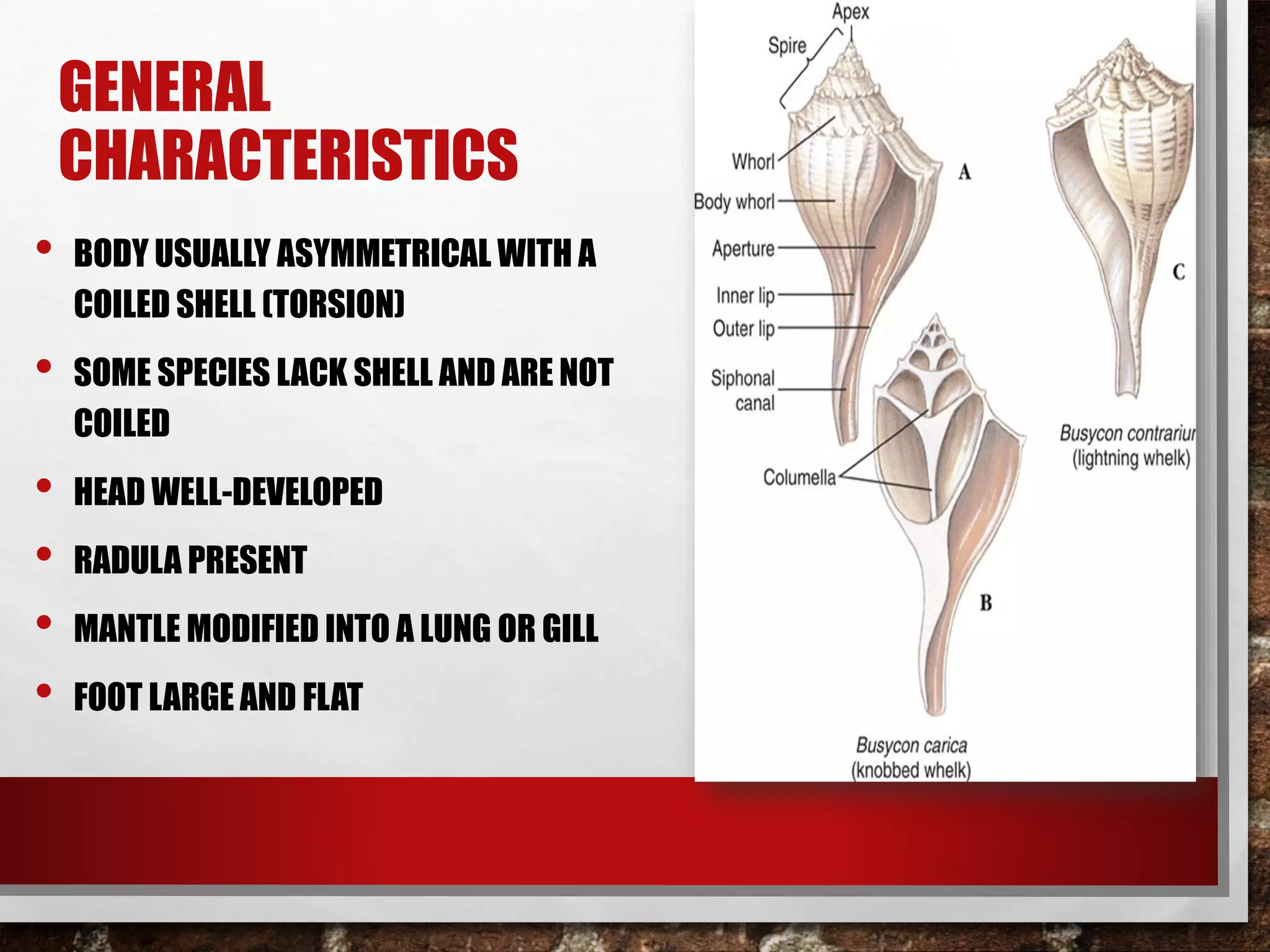 GENERAL
CHARACTERISTICS
• BODY USUALLY ASYMMETRICAL WITH A
COILED SHELL (TORSION)
• SOME SPECIES LACK SHELL AND ARE NOT
COILED
• HEAD WELL-DEVELOPED
• RADULA PRESENT
• MANTLE MODIFIED INTO A LUNG OR GILL
• FOOT LARGE AND FLAT
 