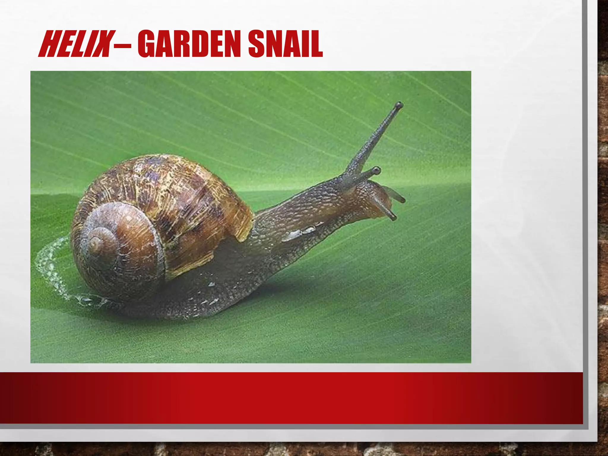 HELIX – GARDEN SNAIL
 