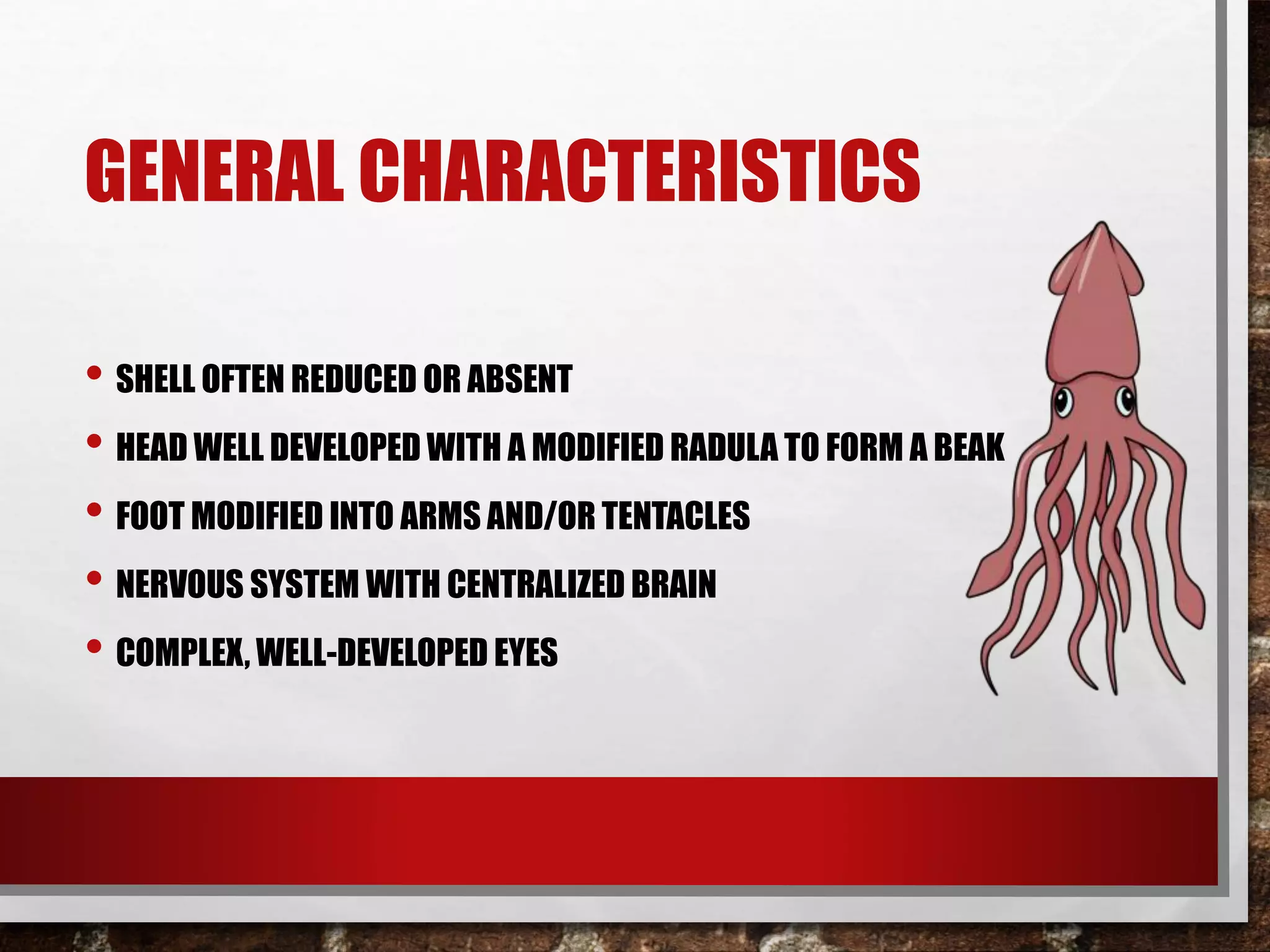 GENERAL CHARACTERISTICS
• SHELL OFTEN REDUCED OR ABSENT
• HEAD WELL DEVELOPED WITH A MODIFIED RADULA TO FORM A BEAK
• FOOT MODIFIED INTO ARMS AND/OR TENTACLES
• NERVOUS SYSTEM WITH CENTRALIZED BRAIN
• COMPLEX, WELL-DEVELOPED EYES
 