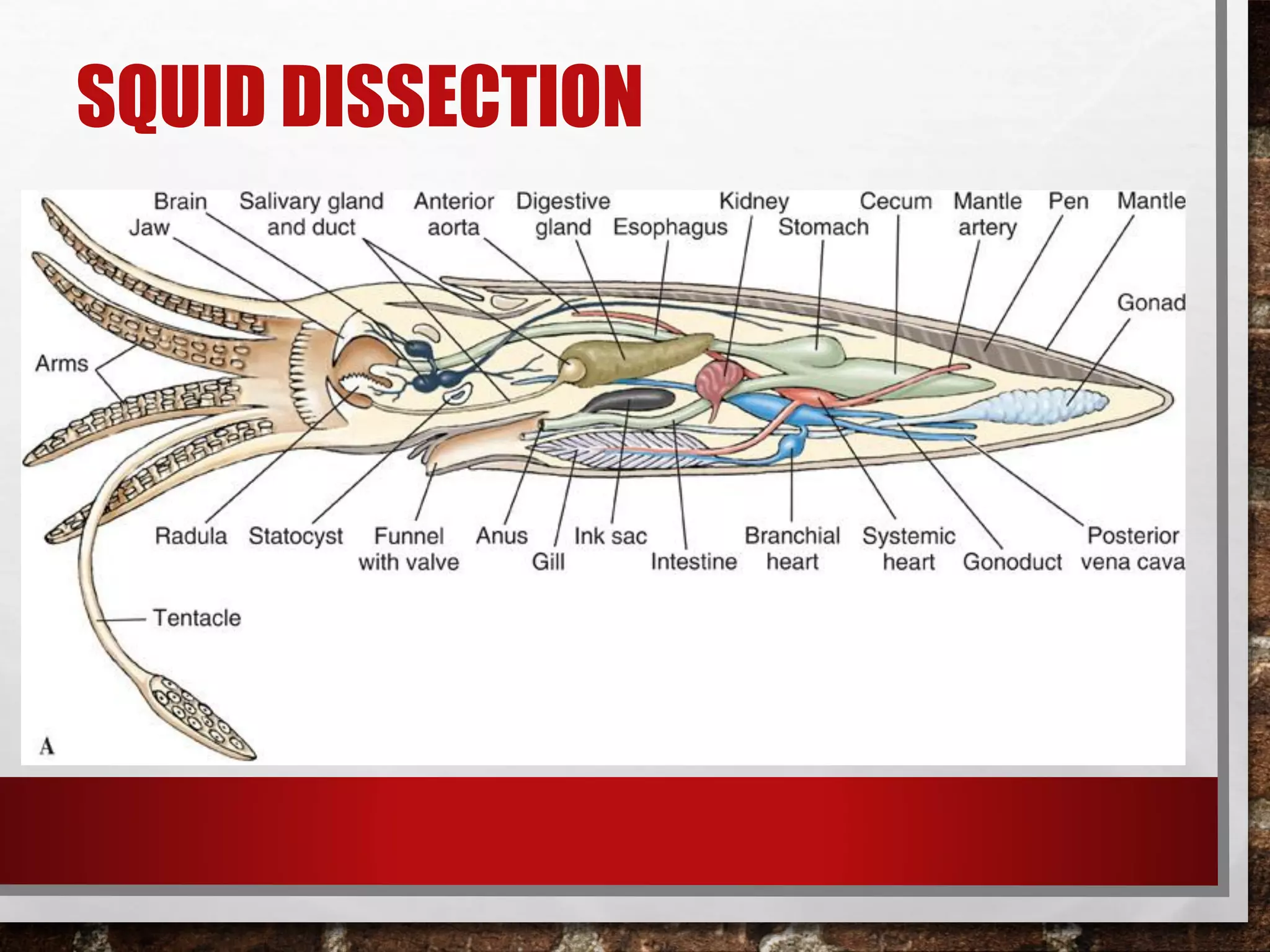 SQUID DISSECTION
 