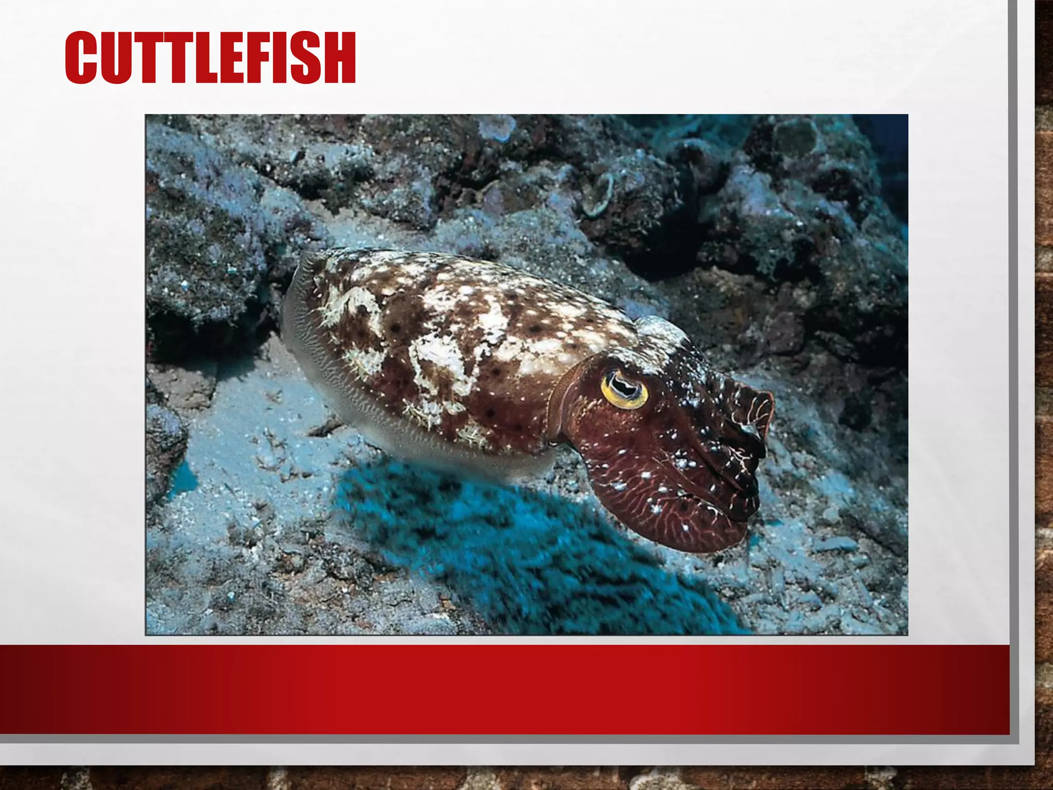 CUTTLEFISH
 