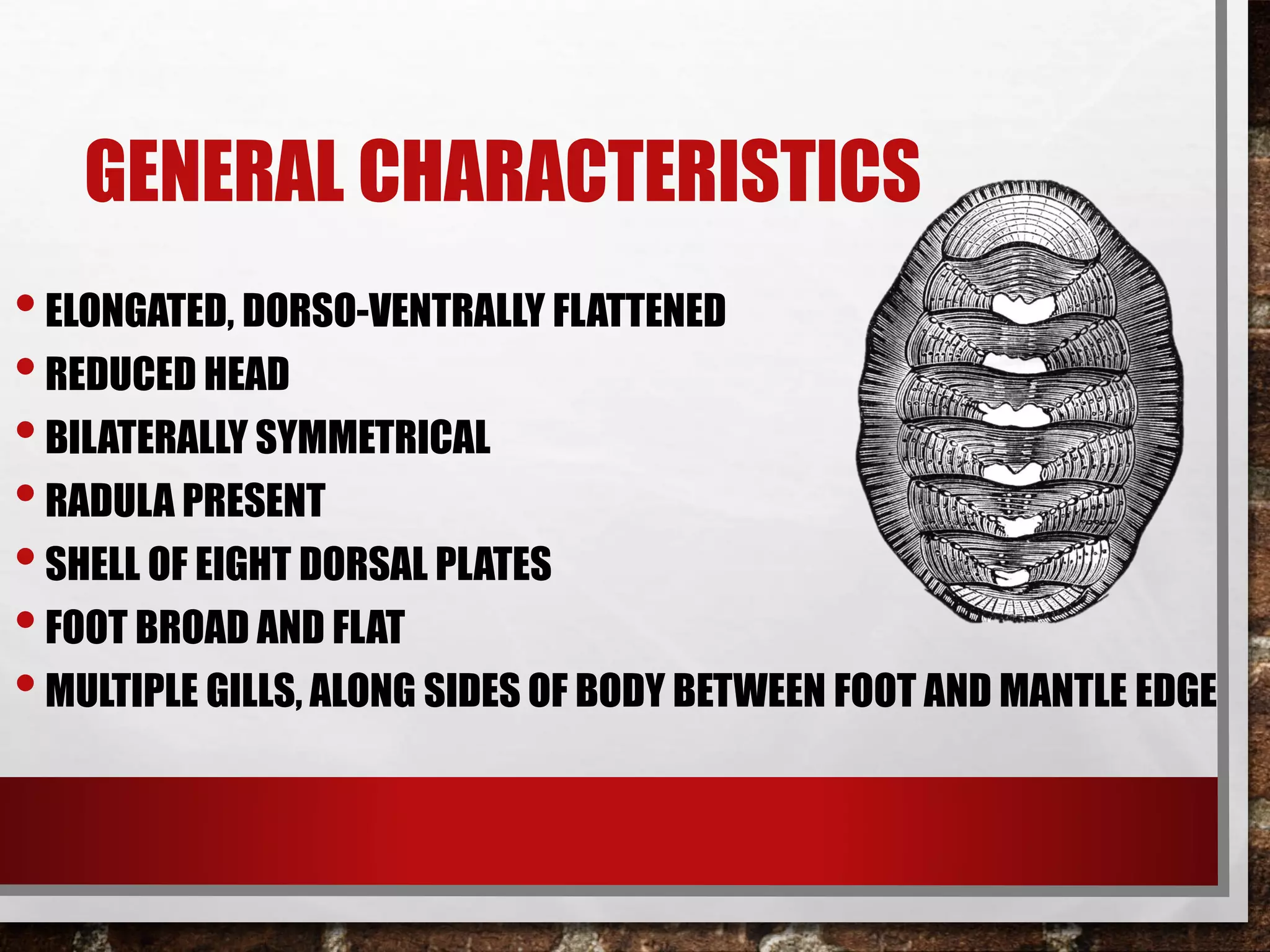 GENERAL CHARACTERISTICS
•ELONGATED, DORSO-VENTRALLY FLATTENED
•REDUCED HEAD
•BILATERALLY SYMMETRICAL
•RADULA PRESENT
•SHELL OF EIGHT DORSAL PLATES
•FOOT BROAD AND FLAT
•MULTIPLE GILLS, ALONG SIDES OF BODY BETWEEN FOOT AND MANTLE EDGE
 
