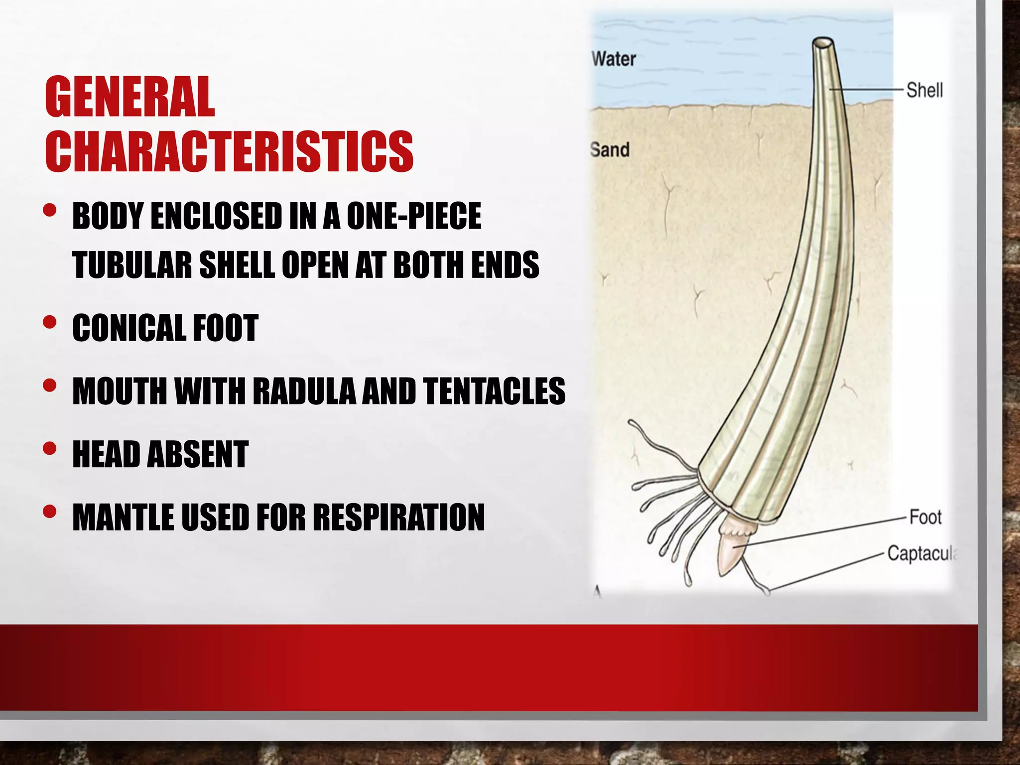 GENERAL
CHARACTERISTICS
• BODY ENCLOSED IN A ONE-PIECE
TUBULAR SHELL OPEN AT BOTH ENDS
• CONICAL FOOT
• MOUTH WITH RADULA AND TENTACLES
• HEAD ABSENT
• MANTLE USED FOR RESPIRATION
 
