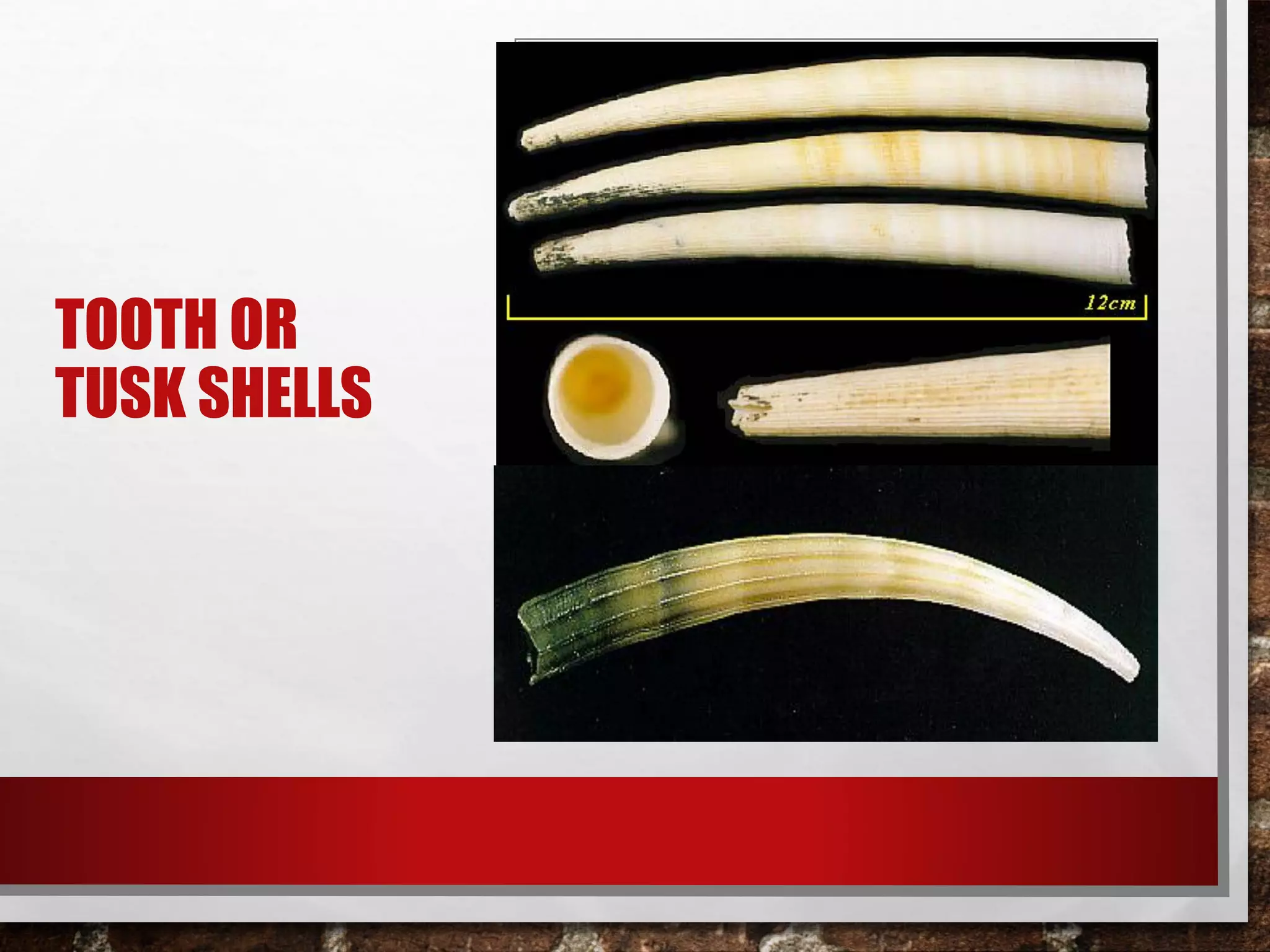 TOOTH OR
TUSK SHELLS
 