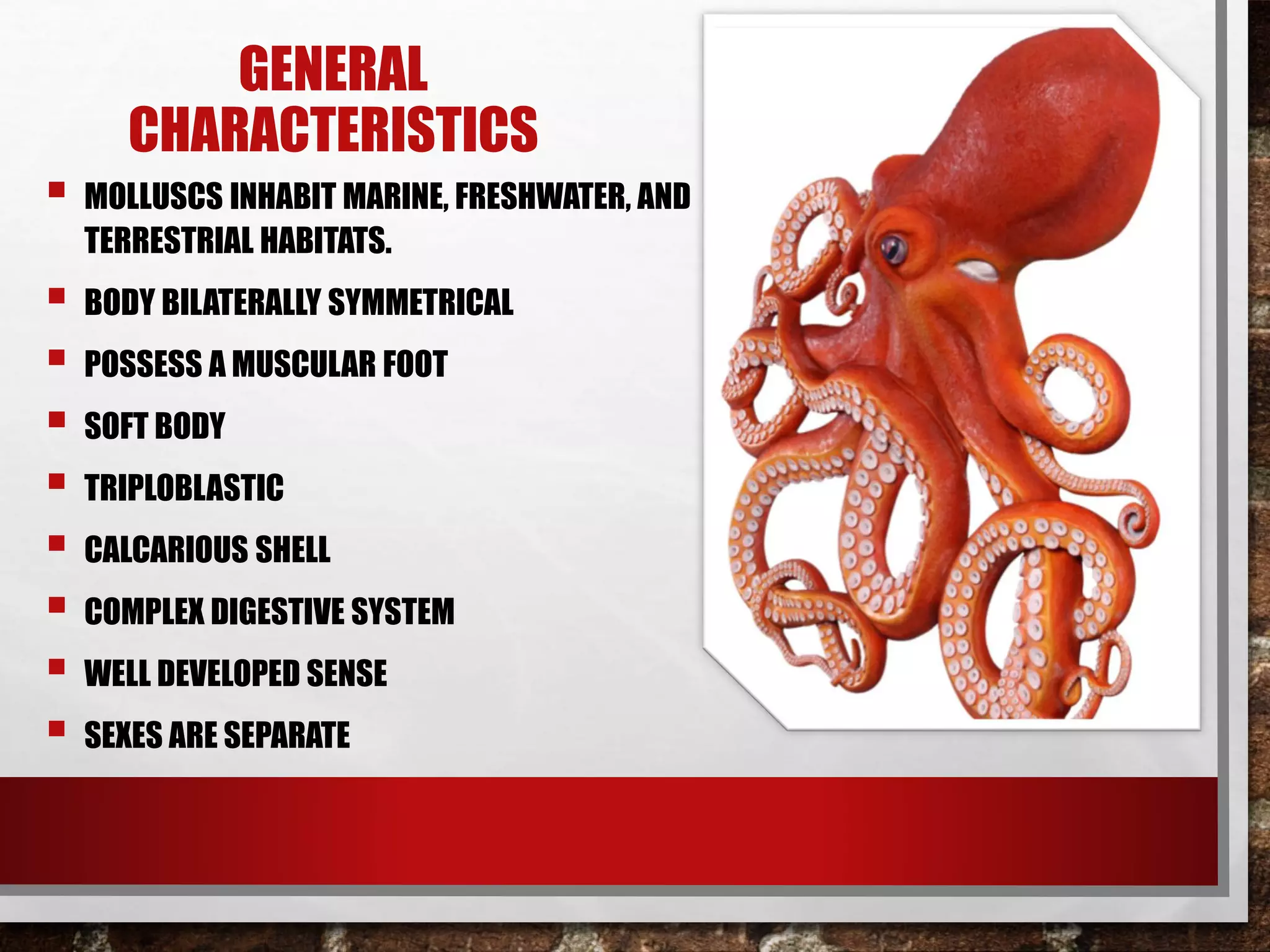 GENERAL
CHARACTERISTICS
 MOLLUSCS INHABIT MARINE, FRESHWATER, AND
TERRESTRIAL HABITATS.
 BODY BILATERALLY SYMMETRICAL
 POSSESS A MUSCULAR FOOT
 SOFT BODY
 TRIPLOBLASTIC
 CALCARIOUS SHELL
 COMPLEX DIGESTIVE SYSTEM
 WELL DEVELOPED SENSE
 SEXES ARE SEPARATE
 
