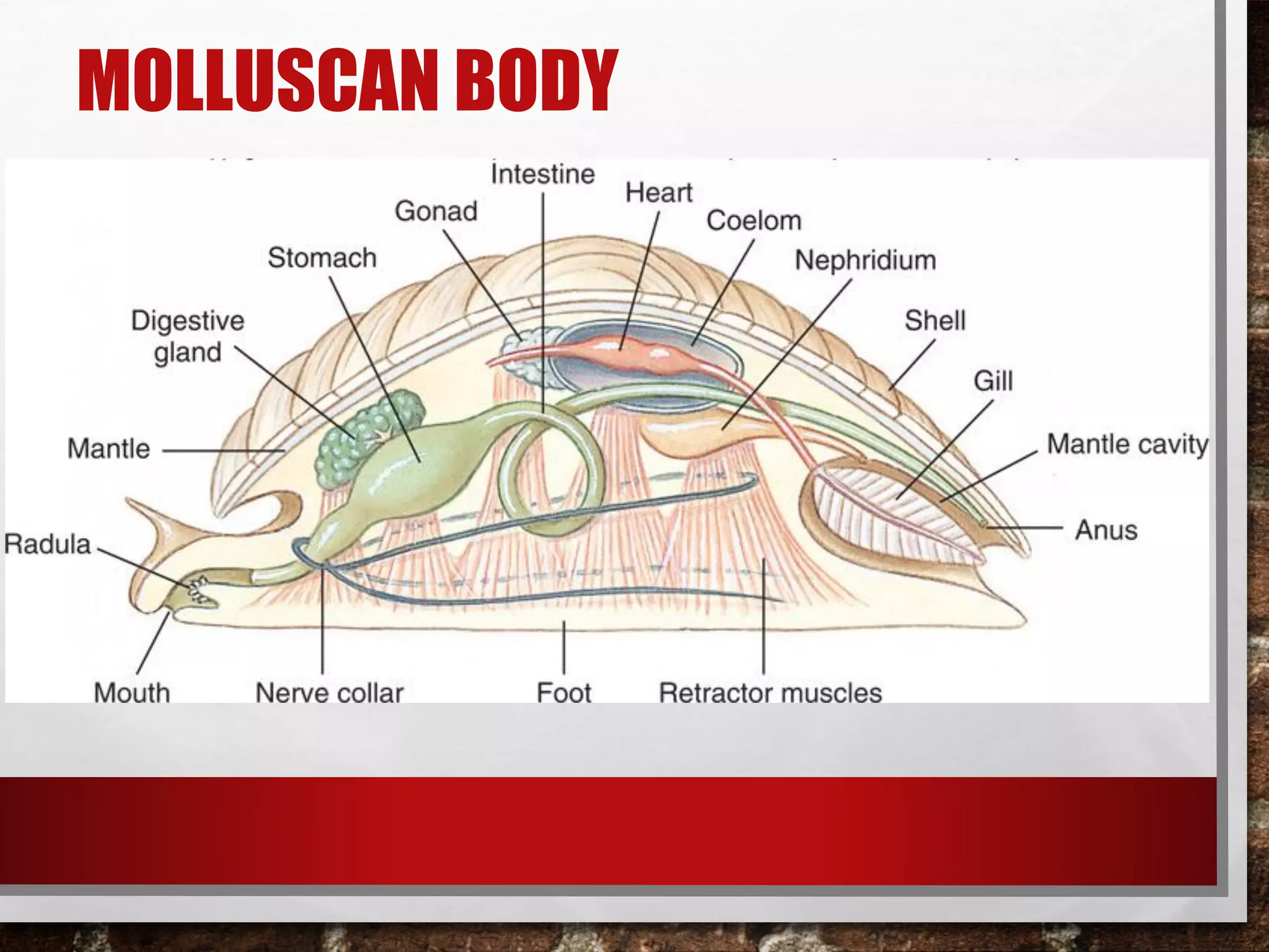 MOLLUSCAN BODY
 