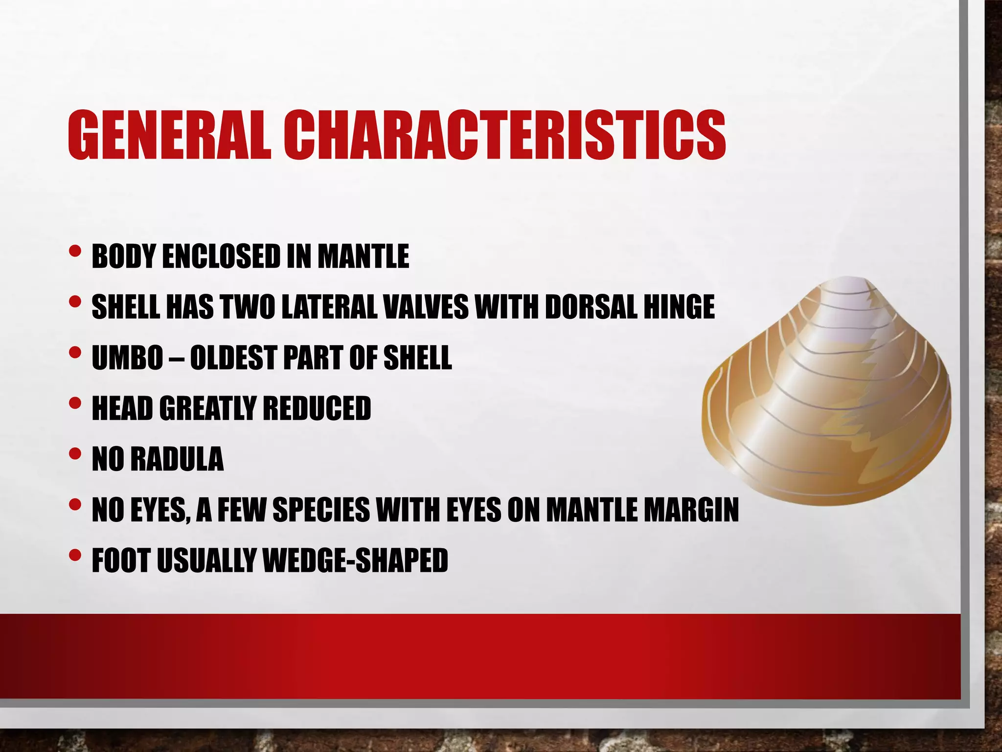 GENERAL CHARACTERISTICS
• BODY ENCLOSED IN MANTLE
• SHELL HAS TWO LATERAL VALVES WITH DORSAL HINGE
• UMBO – OLDEST PART OF SHELL
• HEAD GREATLY REDUCED
• NO RADULA
• NO EYES, A FEW SPECIES WITH EYES ON MANTLE MARGIN
• FOOT USUALLY WEDGE-SHAPED
 
