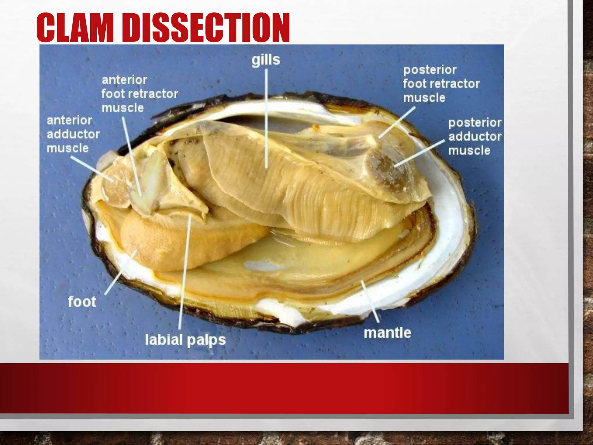 CLAM DISSECTION
 