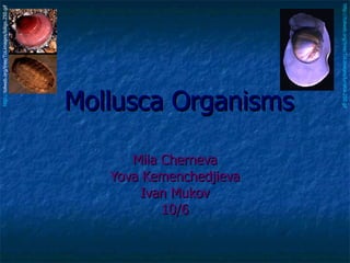 Mollusca Organisms Mila Cherneva Yova Kemenchedjieva Ivan Mukov 10/6 http:// tolweb.org/tree/ToLimages/loligo.250.gif   http://tolweb.org/tree/ToLimages/lunatia.250.gif   